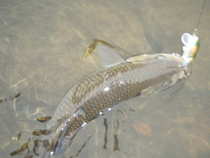 foto/diskuze/z_lovu/2011/th-img45677.jpg