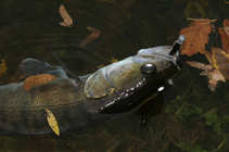 foto/diskuze/z_lovu/2011/th-img45694.jpg