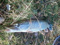 foto/diskuze/z_lovu/2011/th-img45748.jpg