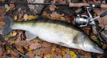 foto/diskuze/z_lovu/2011/th-img45759.jpg