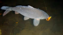 foto/diskuze/z_lovu/2011/th-img45787.jpg