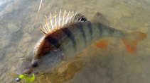 foto/diskuze/z_lovu/2011/th-img45790.jpg