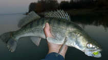 foto/diskuze/z_lovu/2011/th-img45793.jpg