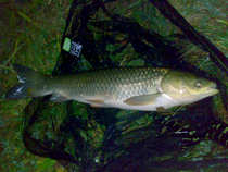 foto/diskuze/z_lovu/2011/th-img45797.jpg