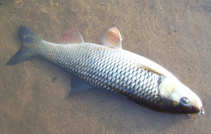 foto/diskuze/z_lovu/2011/th-img45804.jpg