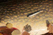foto/diskuze/z_lovu/2011/th-img45846.jpg