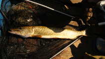 foto/diskuze/z_lovu/2011/th-img45885.jpg