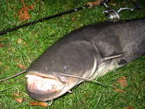 foto/diskuze/z_lovu/2011/th-img45945.jpg