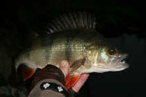 foto/diskuze/z_lovu/2011/th-img46002.jpg