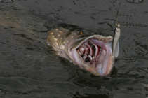foto/diskuze/z_lovu/2011/th-img46003.jpg