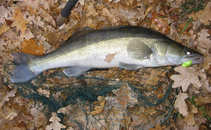 foto/diskuze/z_lovu/2011/th-img46007.jpg
