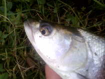 foto/diskuze/z_lovu/2011/th-img46014.jpg