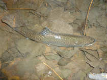 foto/diskuze/z_lovu/2011/th-img46021.jpg