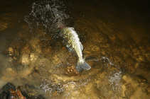 foto/diskuze/z_lovu/2011/th-img46049.jpg