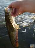 foto/diskuze/z_lovu/2011/th-img46066.jpg