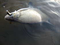 foto/diskuze/z_lovu/2011/th-img46080.jpg