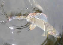 foto/diskuze/z_lovu/2011/th-img46101.jpg