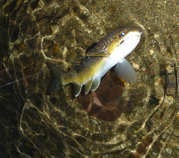 foto/diskuze/z_lovu/2011/th-img46103.jpg