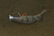 foto/diskuze/z_lovu/2011/th-img46115.jpg