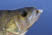 foto/diskuze/z_lovu/2011/th-img46116.jpg