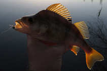 foto/diskuze/z_lovu/2011/th-img46118.jpg