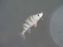 foto/diskuze/z_lovu/2011/th-img46155.jpg