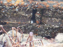 foto/diskuze/z_lovu/2011/th-img46170.jpg
