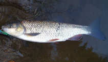 foto/diskuze/z_lovu/2011/th-img46186.jpg