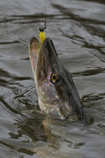 foto/diskuze/z_lovu/2011/th-img46216.jpg
