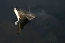 foto/diskuze/z_lovu/2011/th-img46217.jpg