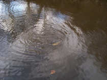foto/diskuze/z_lovu/2011/th-img46230.jpg