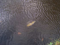 foto/diskuze/z_lovu/2011/th-img46231.jpg