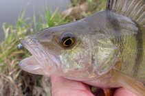 foto/diskuze/z_lovu/2011/th-img46277.jpg