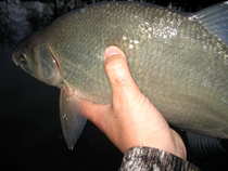 foto/diskuze/z_lovu/2011/th-img46285.jpg