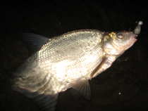 foto/diskuze/z_lovu/2011/th-img46286.jpg