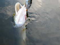 foto/diskuze/z_lovu/2011/th-img46297.jpg