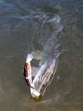 foto/diskuze/z_lovu/2011/th-img46298.jpg