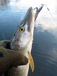 foto/diskuze/z_lovu/2011/th-img46299.jpg