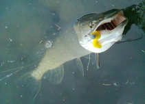 foto/diskuze/z_lovu/2011/th-img46315.jpg