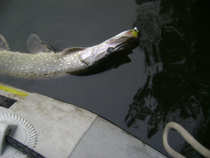 foto/diskuze/z_lovu/2011/th-img46319.jpg