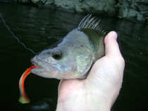 foto/diskuze/z_lovu/2011/th-img46320.jpg