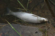 foto/diskuze/z_lovu/2011/th-img46394.jpg
