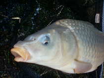 foto/diskuze/z_lovu/2011/th-img46403.jpg