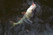 foto/diskuze/z_lovu/2011/th-img46412.jpg