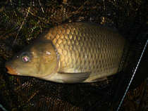 foto/diskuze/z_lovu/2011/th-img46431.jpg