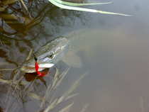 foto/diskuze/z_lovu/2011/th-img46435.jpg