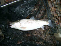 foto/diskuze/z_lovu/2011/th-img46495.jpg
