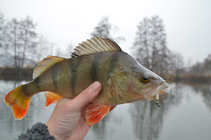 foto/diskuze/z_lovu/2011/th-img46497.jpg