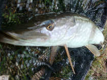 foto/diskuze/z_lovu/2011/th-img46501.jpg