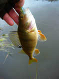 foto/diskuze/z_lovu/2011/th-img46508.jpg